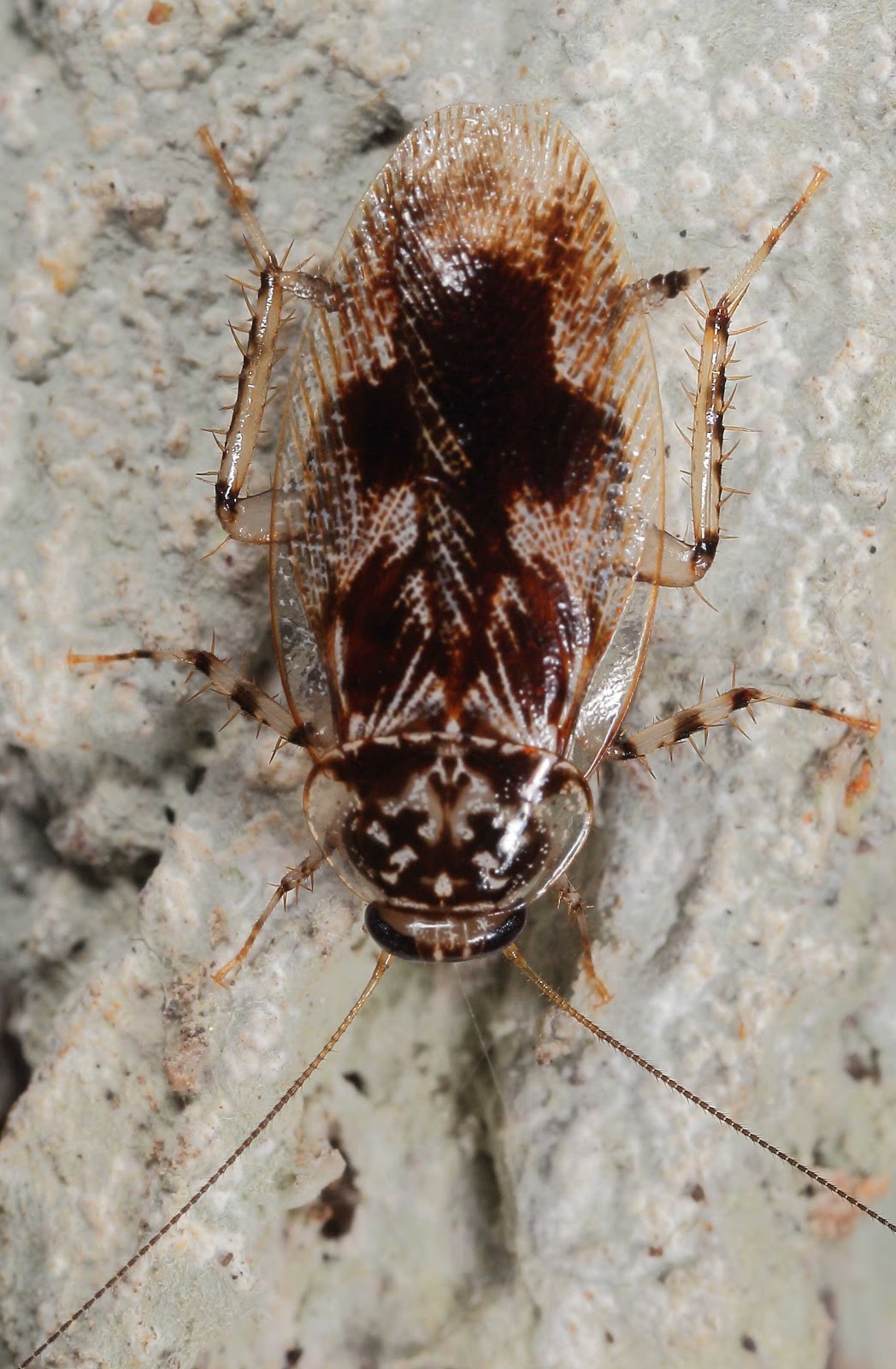 BunyipCo: May 2012 BunyipCo: May 2012