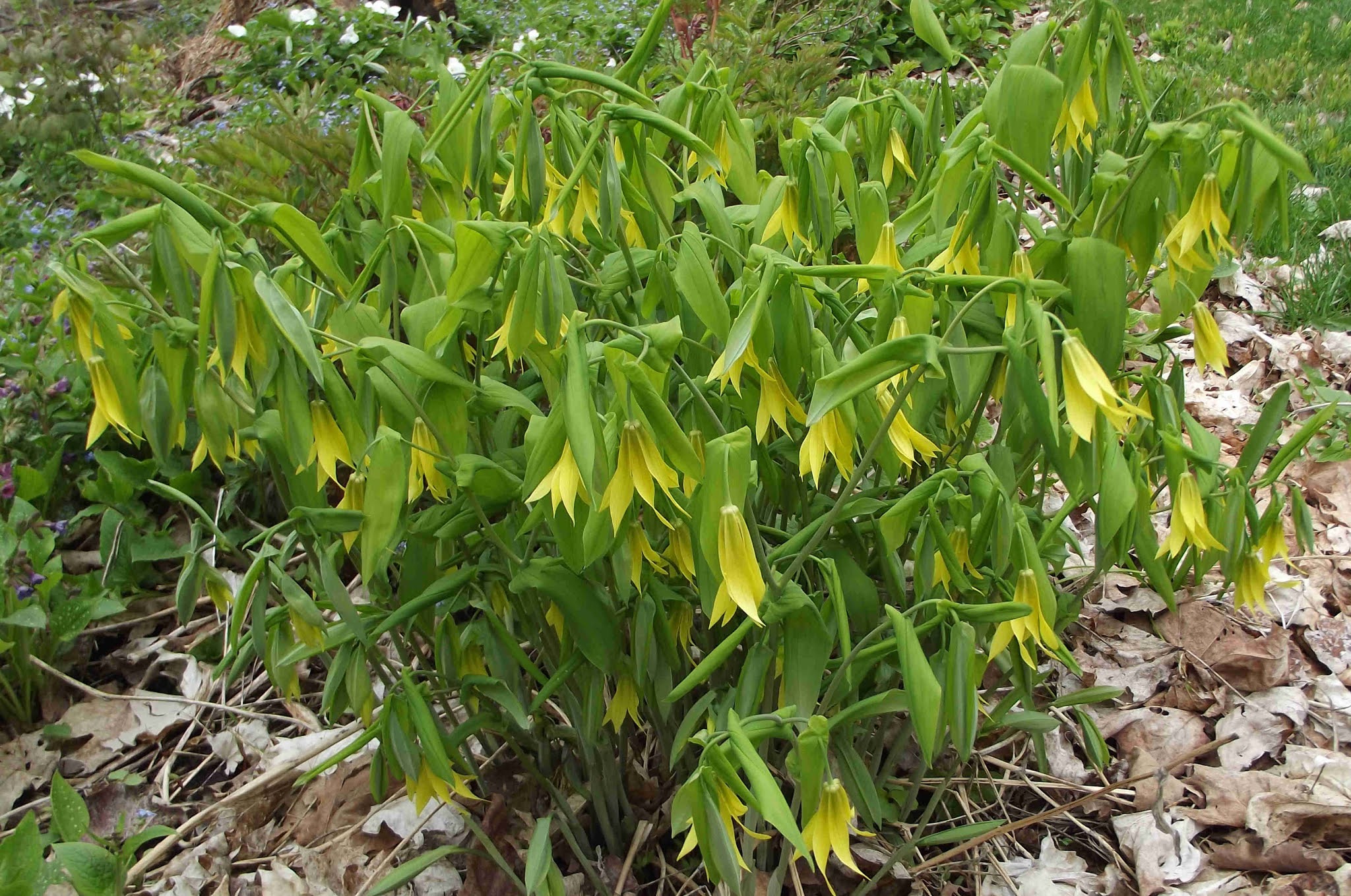 In The Garden: Tulips and more