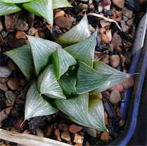 Haworthia retusa - Riversdale graveyard