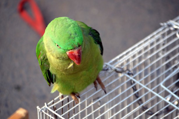 Parrot essay in english for class 3 image