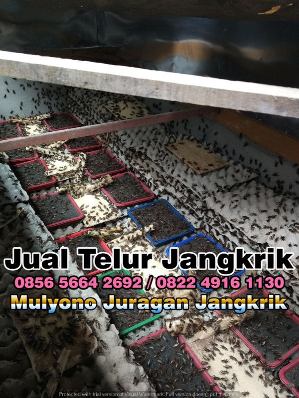 Jual Bibit Jangkrik Kirim ke Kota Surabaya 085656642692