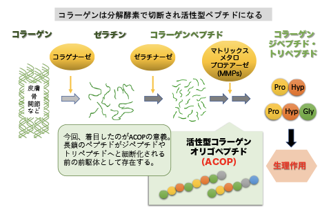 Un'sⅡ型コラーゲンペプチド