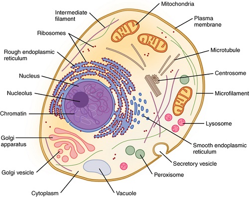 Plant and Animal Cell Differences | Diagrams