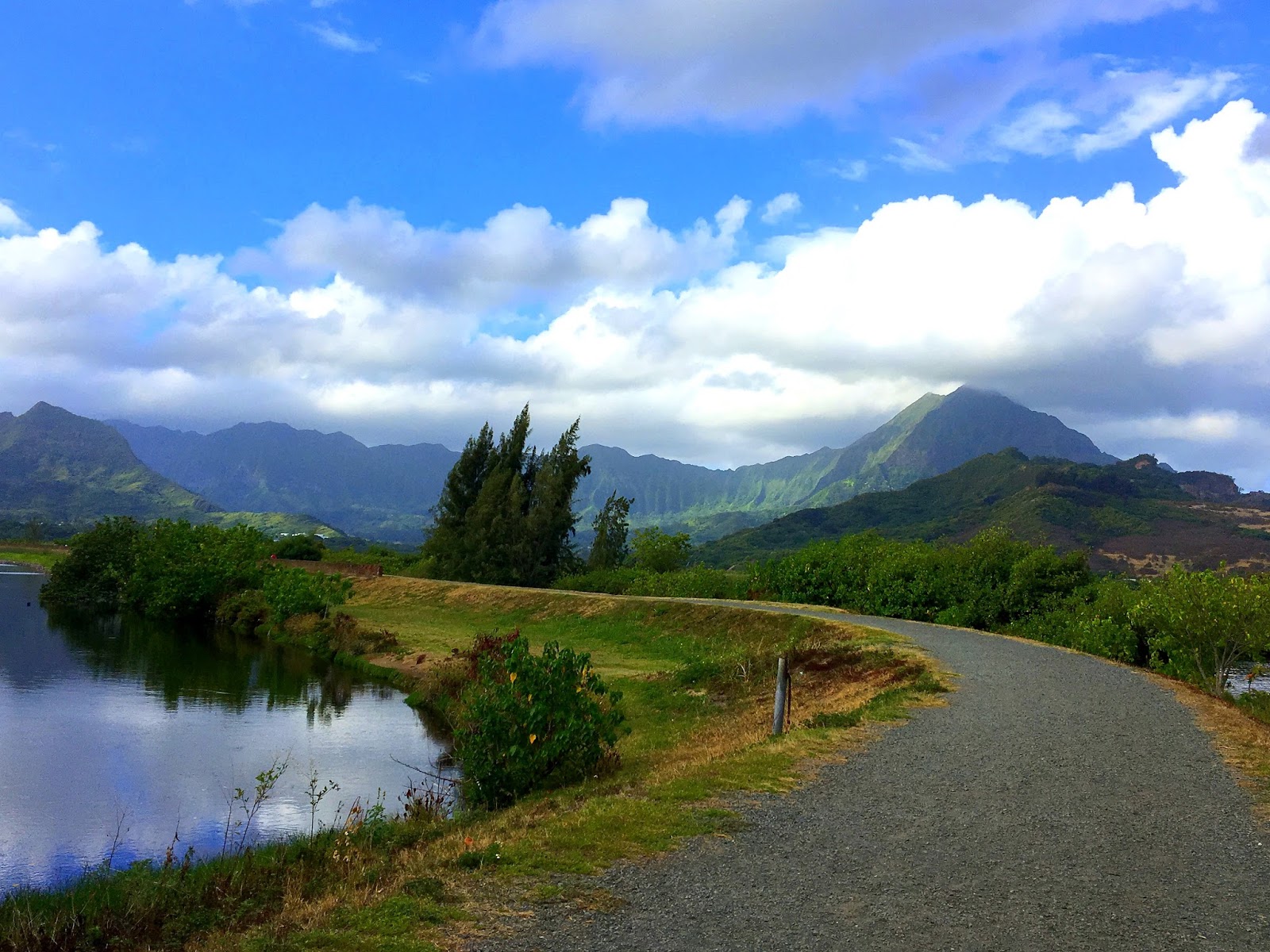 Aloha from Hawaii: A walk through Kawainui Marsh Trail: Wetland of
