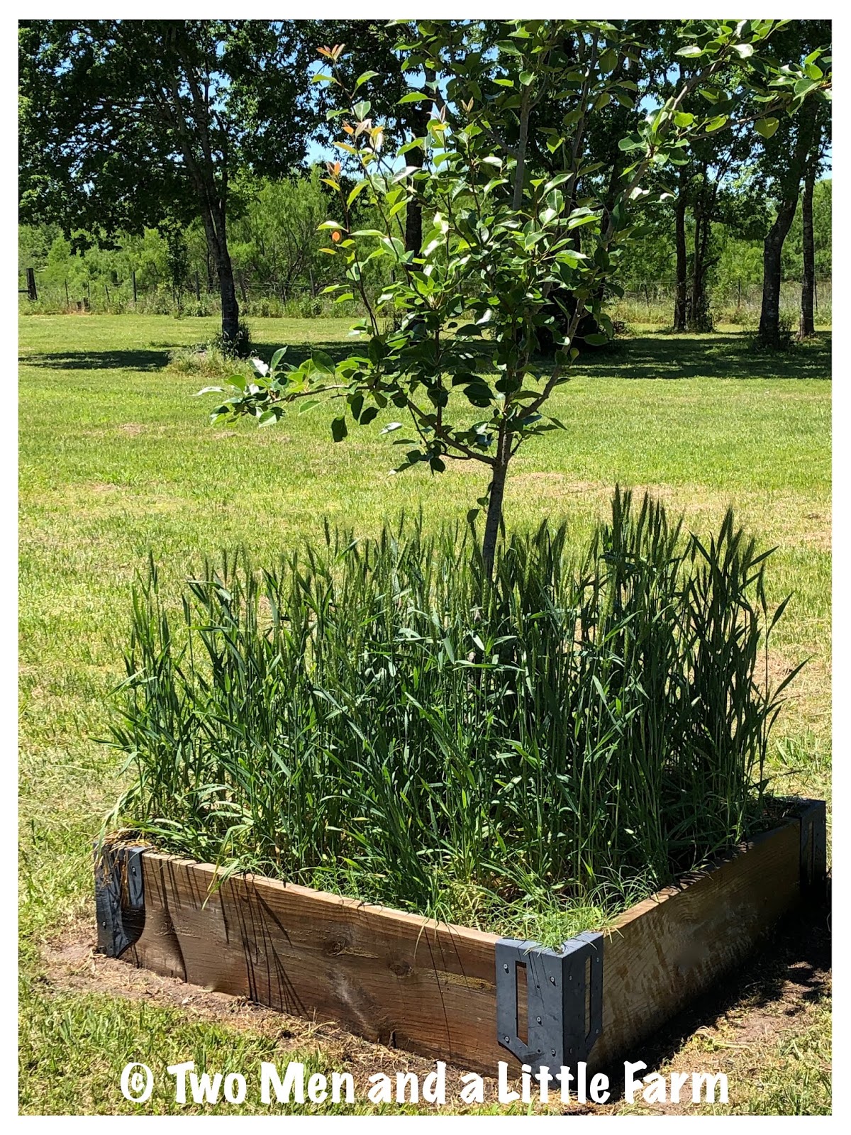 Two Men and a Little Farm EZSTRAW MULCH IS NOW A WHEAT CROP