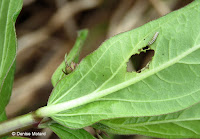 Monarch caterpillar made this hole in Milkweed leaf - © Denise Motard