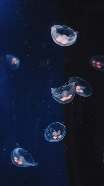 jellyfish