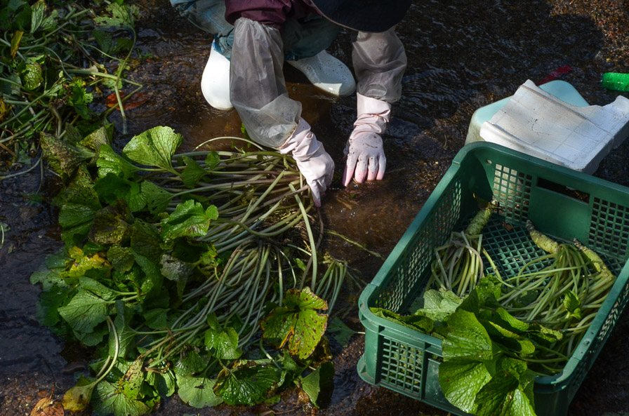 JPSHOW Wasabi Farming on the Izu Peninsula