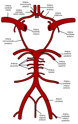 Arteria Aorta