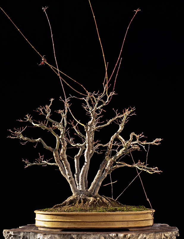Walter Pall Bonsai Adventures Refurbishing a Japanese maple the "hedge cutting method"