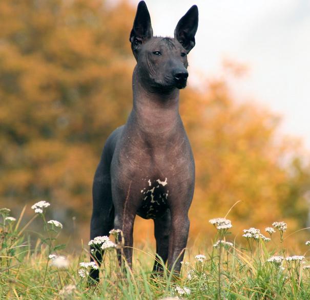 Razas de perros: Xoloitzcuintle