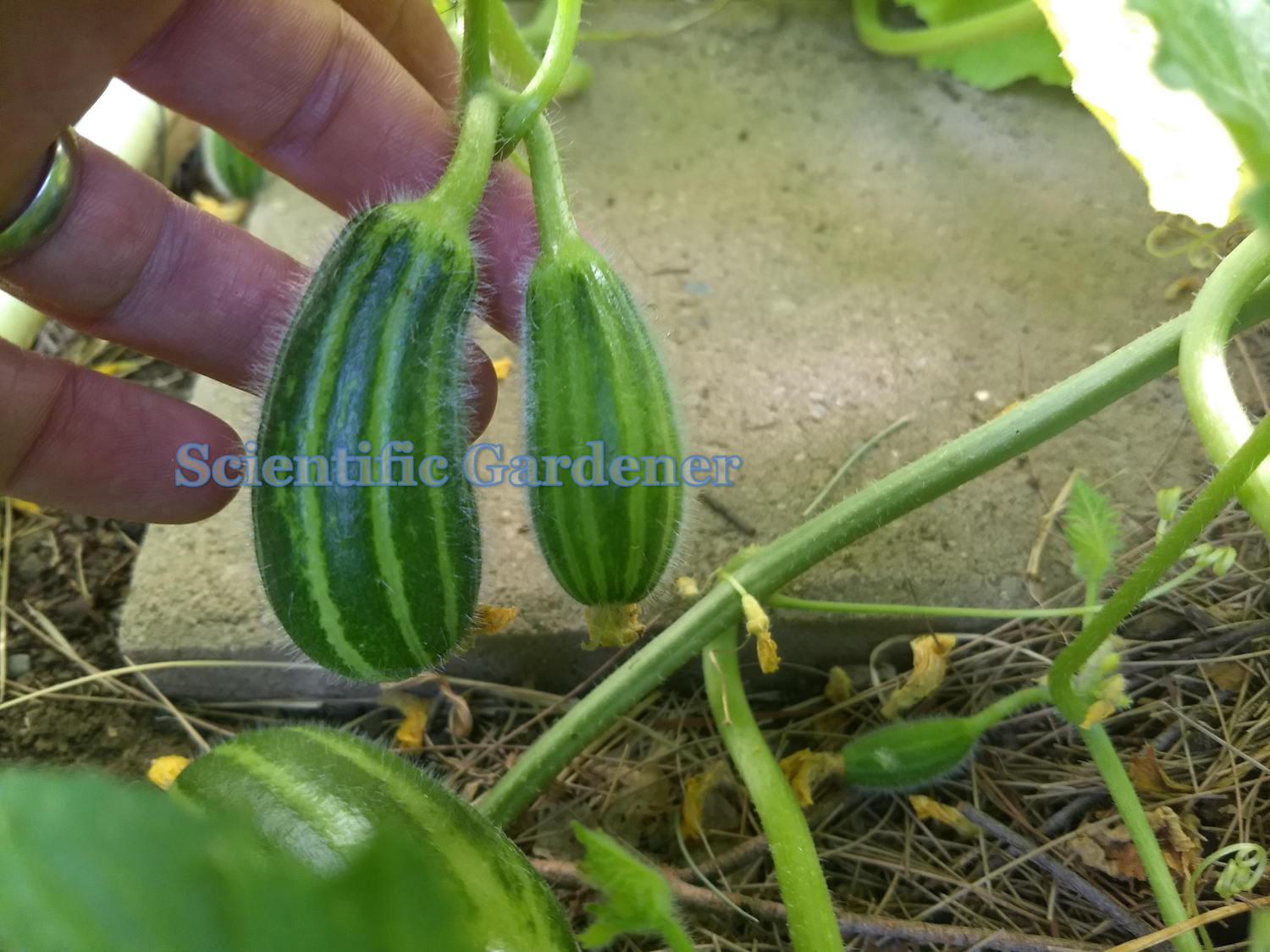 Semi Carosello Spuredda Tarantino - Melone Adzhur Prodotto In Italia - Foto 10