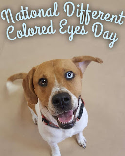 National Different Colored Eyes Day HD Pictures, Wallpapers