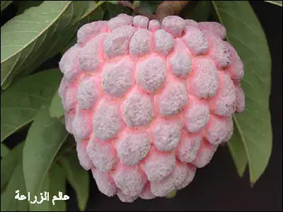 كريم الفاكهة باللغة الإنجليزية