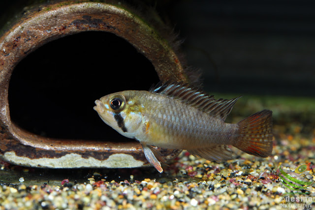 F1, Apistogramma sp. tame