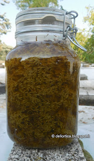 oleolito di lavanda vera, oleolito di lavandino, oleolito di cipresso, oleolito di rosmarino, oleolito di salvia, oleolito di iperico dell'Azienda Agricola dell'Ortica a Savigno Valsamoggia Bologna in Appennino vicino Zocca