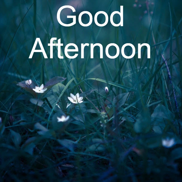 Good Afternoon HD Image Good Afternoon HD Image