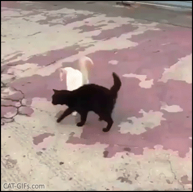 Cute cat GIF • Cute cats • Ebony and ivory head butting together in purrfect harmony ♥ Cute cat GIF • Cute cats • Ebony and ivory head butting together in purrfect harmony ♥