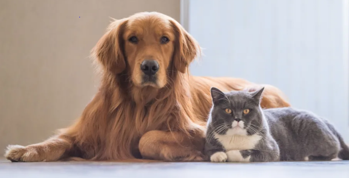 When u Got A Cat As A Pet? Here’s How To Keep Them Healthy