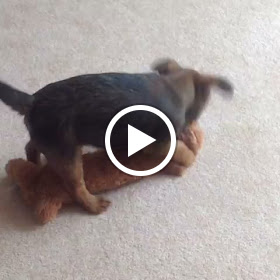 Fizz border terrier puppy playing