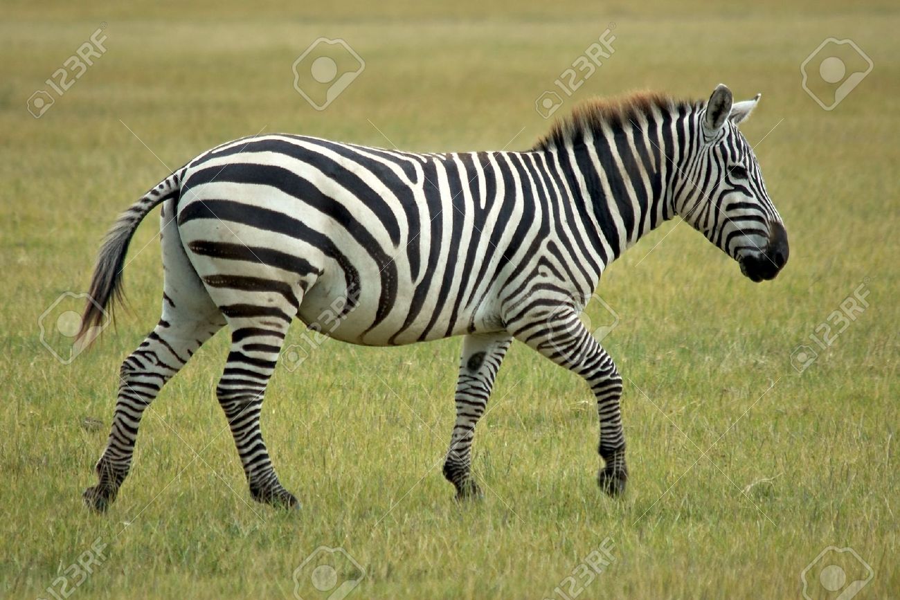 VET UNIVERSE No two zebras are alikeThe Zebra fingerprint, the