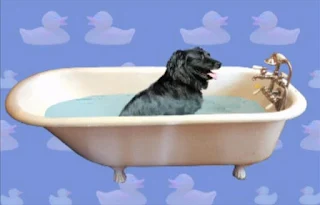 Do doggies take a bath. Sesame Street Elmo's World Bath Time Quiz