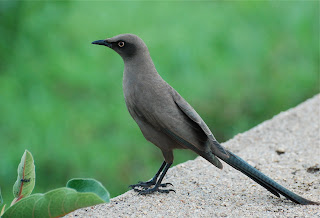 Ashy Starling