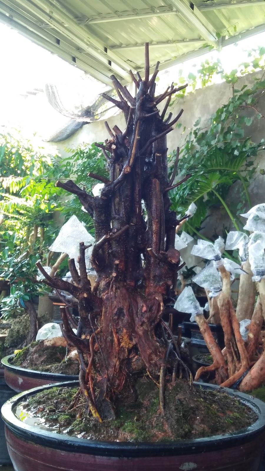 TIPS &amp; TRICK MEMPEROLEH BAKALAN BONSAI YANG BAGUS