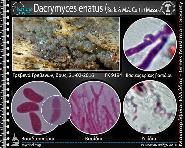 Dacrymyces enatus (Berk. & M.A. Curtis) Massee