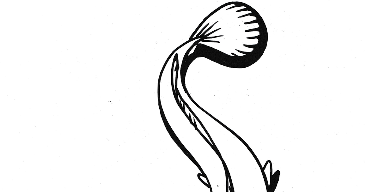 Mewarnai Gambar Ikan Lele Mewarnai Gambar