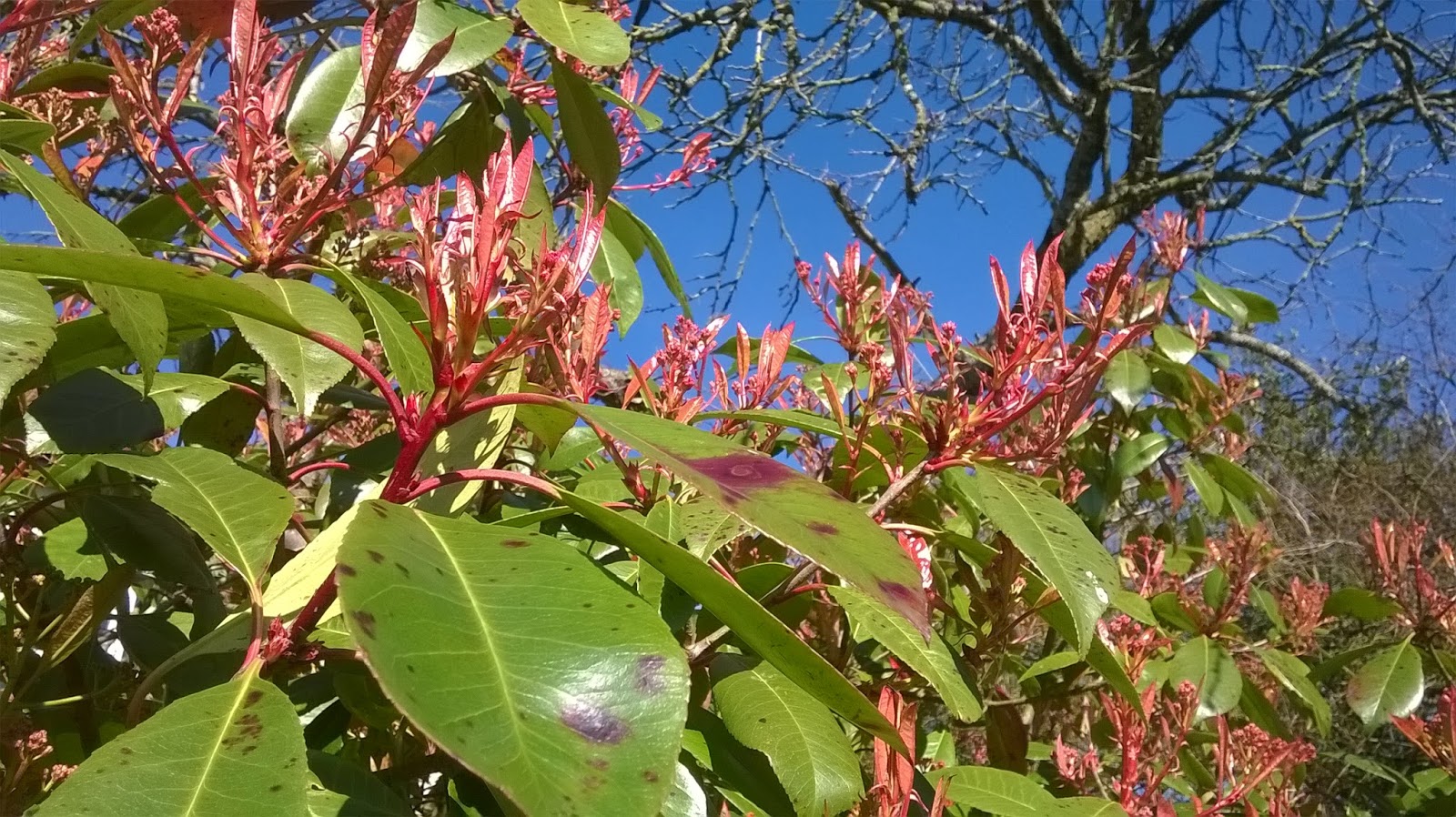 Life Between The Flowers Evergreen Photinia Red Robin For