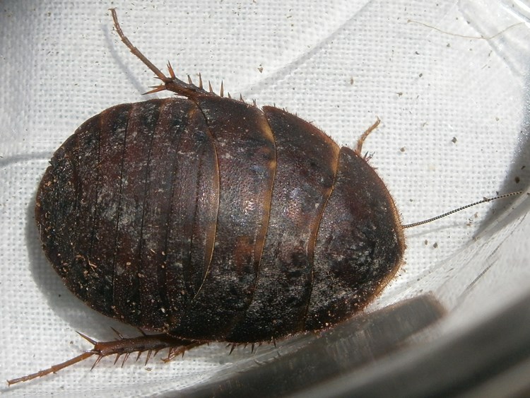 Hisserdude's Roaches A.boll%25235