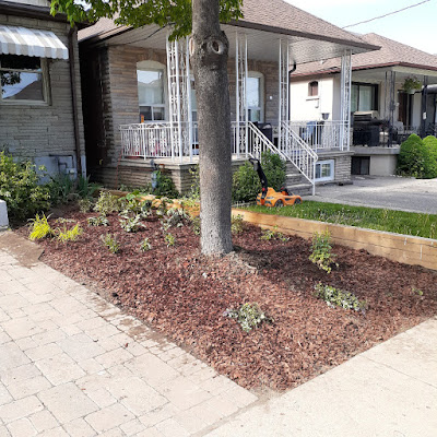 Fairbank Toronto No Lawn Front Garden Installation After by Paul Jung Gardening Services--a Toronto Organic Gardening Company