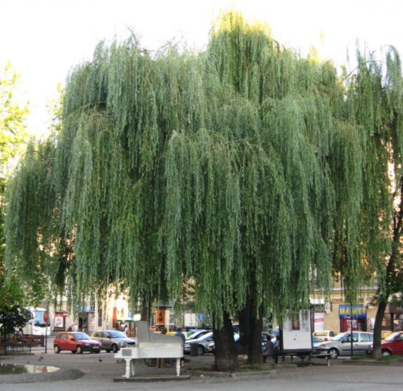 Willow Tree Diseases Pictures