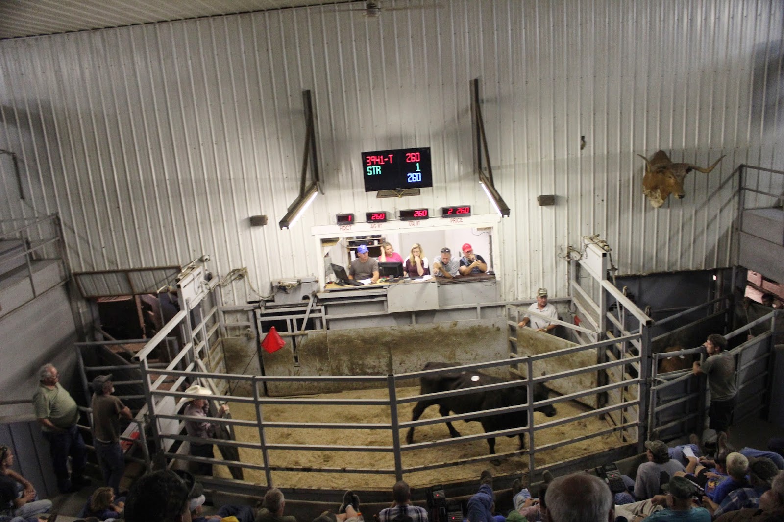 Snug Harbor Bay Livingston Livestock Auction