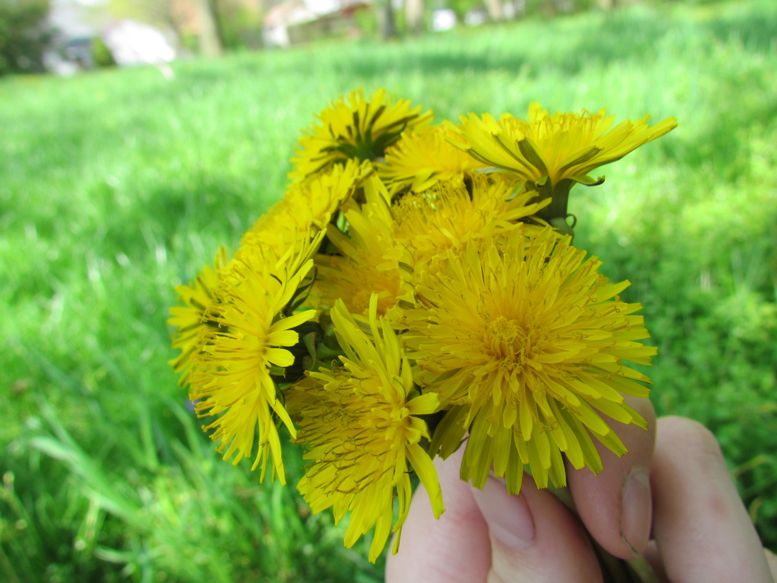 Vinyl ★ Girls How to Make a Dandelion Crown for AG's or you!
