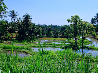 Terrace Farming Landscape At Ringdikit Village North Bali Indonesia