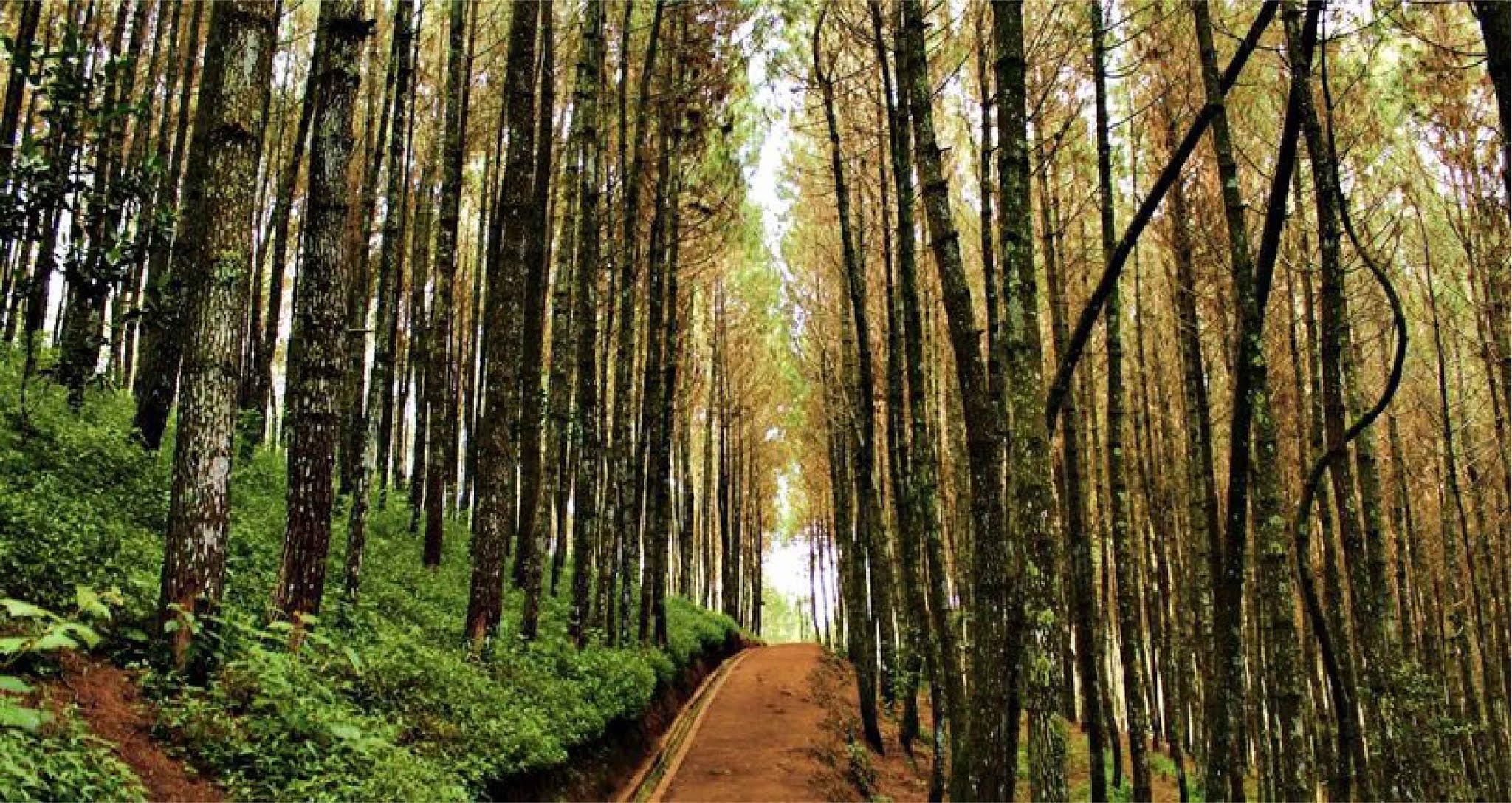 Hutan Pinus Manikliyu, Spot Foto Instagramable Dan Prewedding Yang Keren