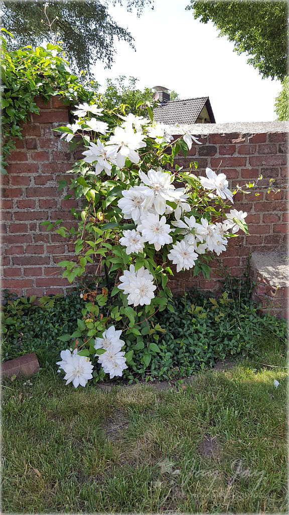 Sternensinn Garten Und Mehr Juni 2019