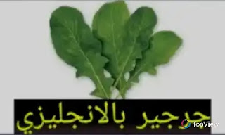 ترجمة جرجير بالانجليزي ترجمة جرجير بالانجليزي