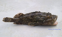 Raggy Stonefish