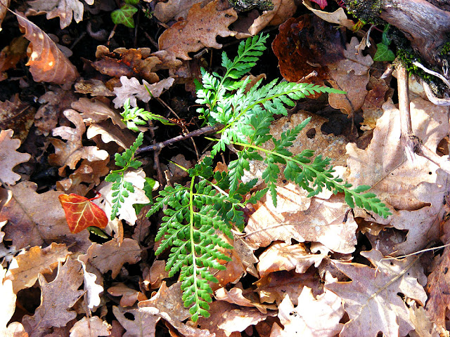 Black Spleenwort Asplenium adiantum-nigrum, Vienne. France. Photographed by Susan Walter. Tour the Loire Valley with a classic car and a private guide.