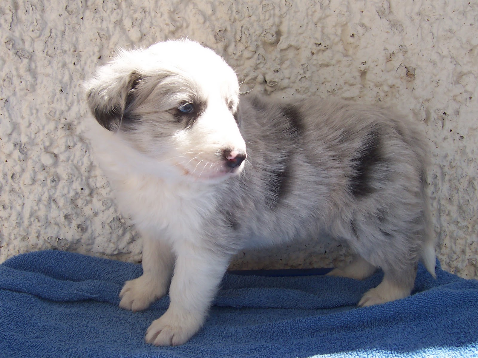 border collie mexico