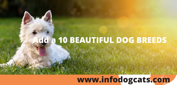 10 BEAUTIFUL DOG BREEDS