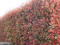 High hedge of red foliage, Japan