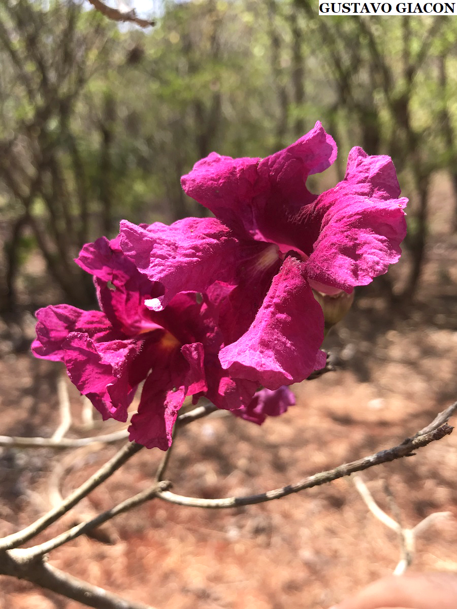 Viveiro Ciprest - Plantas Nativas e Exóticas: Ipê Vermelho Borgonha -  Handroanthus roseo-albus