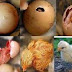 Tujuh Hari Perawatan Anak Ayam Setelah Menetas