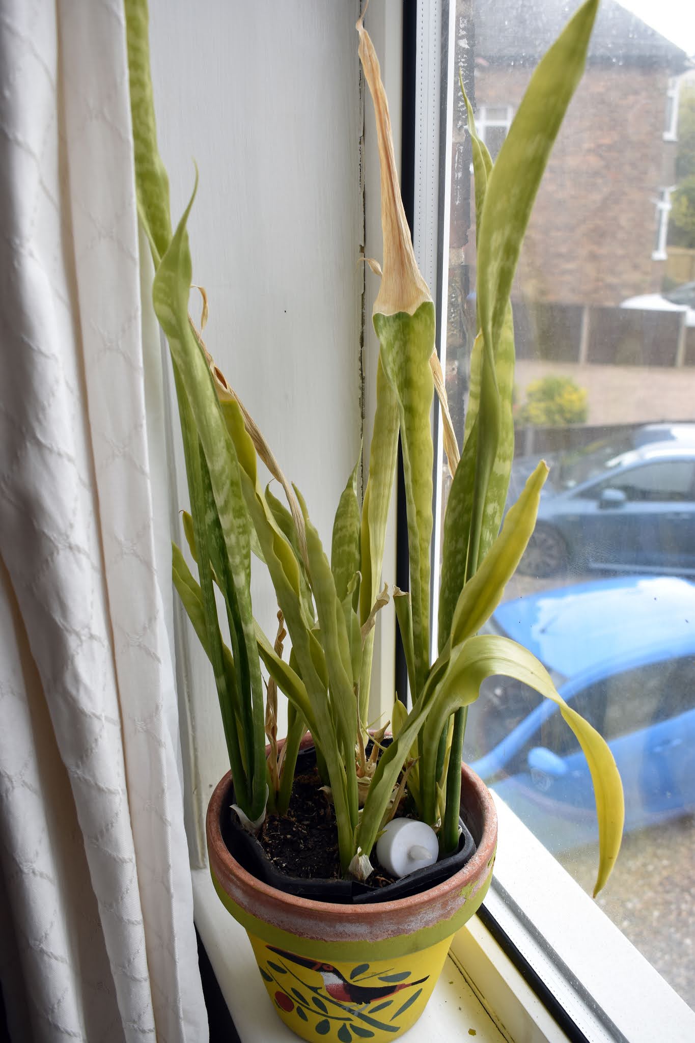Caring For A Mother In Laws Tongue As A Houseplant Reviewed 