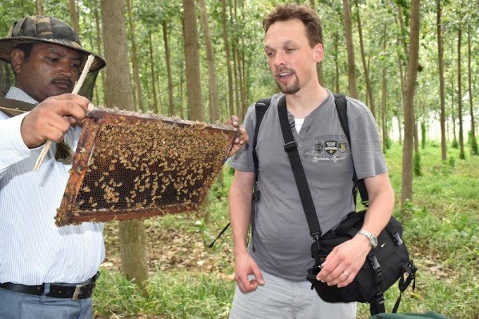 Honey hunting Tradition Vs Modern beekeeping