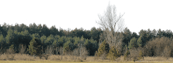 Free Download Tree Background PNG Architecture Ridhopedia